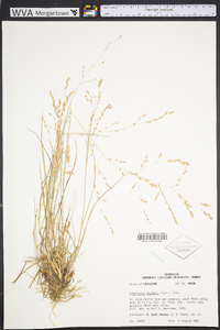 Eragrostis secundiflora image